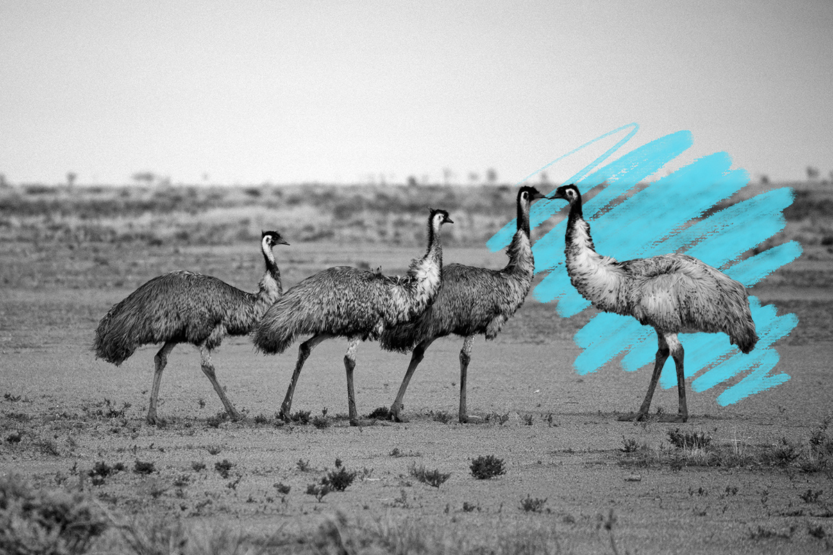 Wandering Outback emus