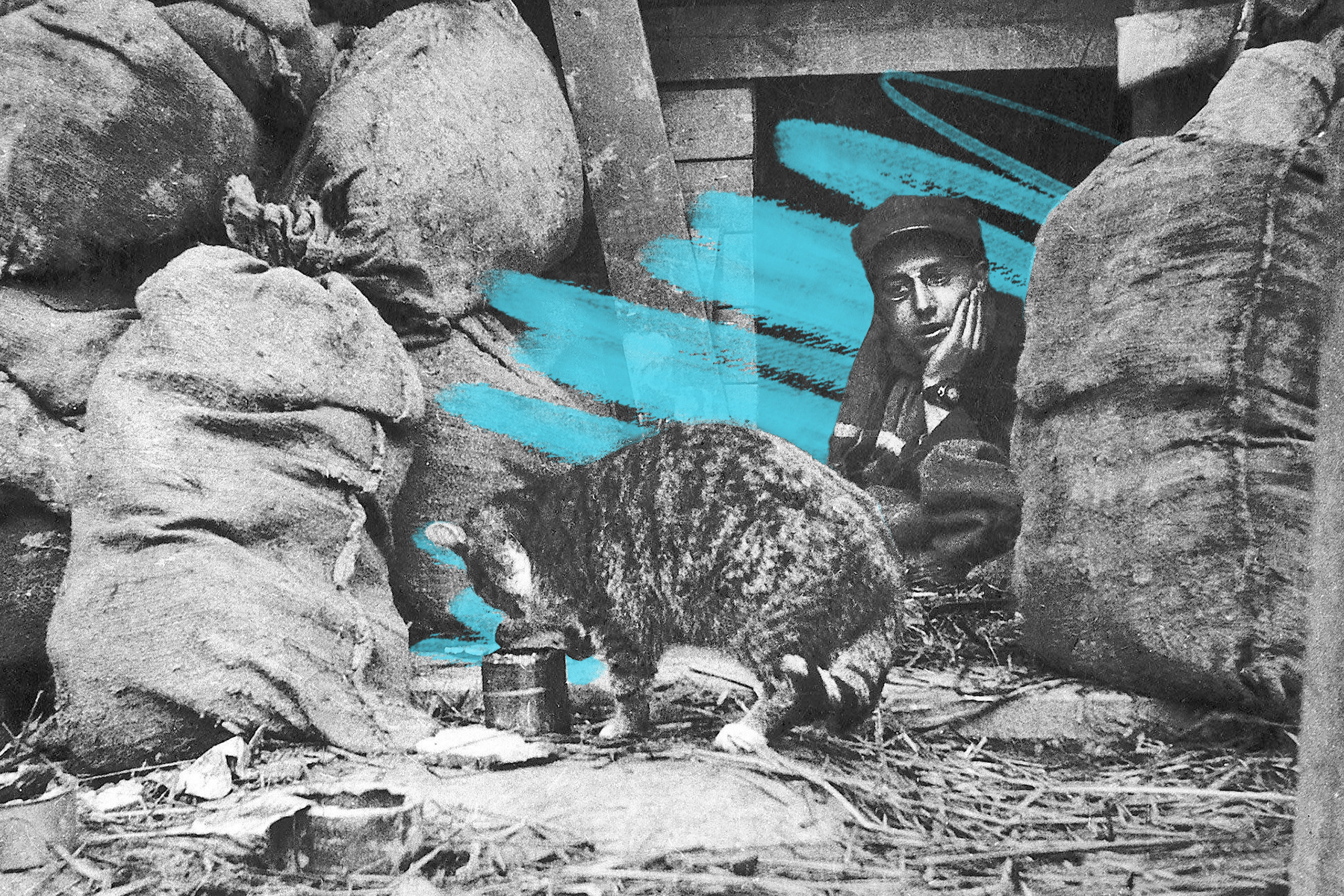 French soldier feeds a cat in the trenches, 1915