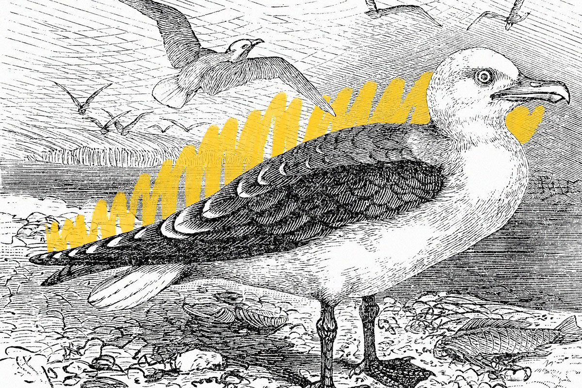 Print of a seagull, 1881