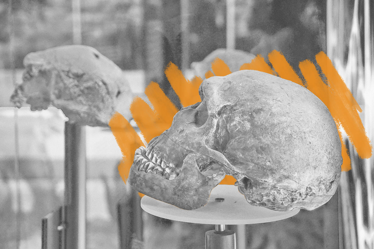 Human skull in museum