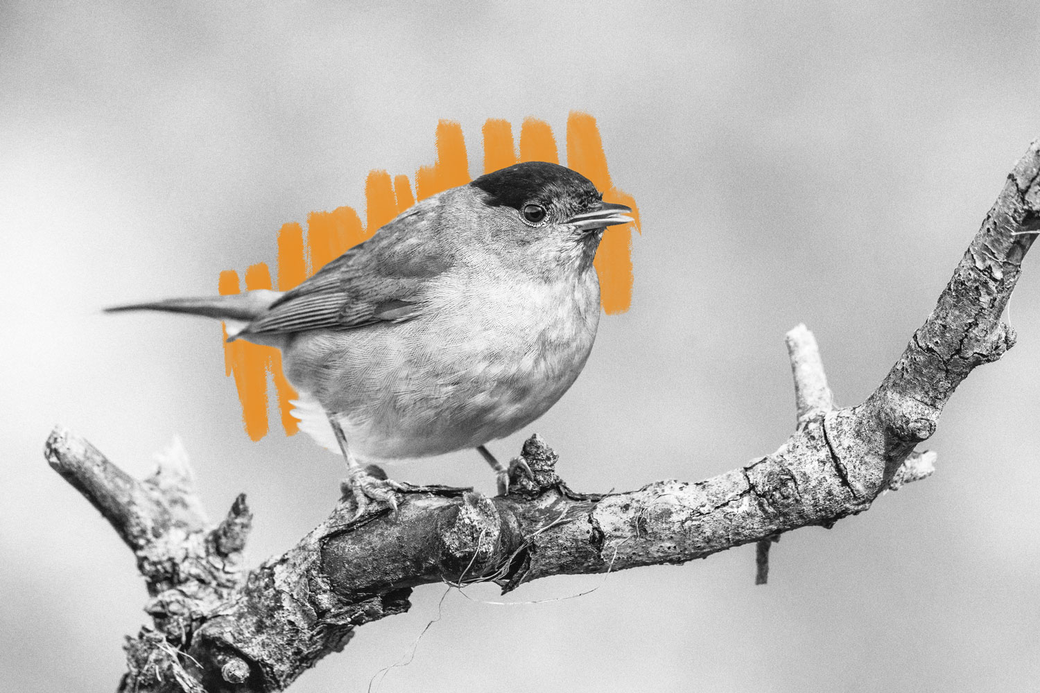 Eurasian Blackcap bird