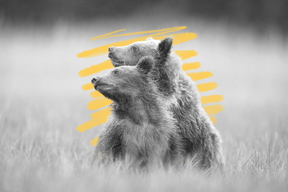 Two grizzly bear cubs