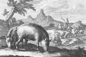 Swineherd with herd of pigs