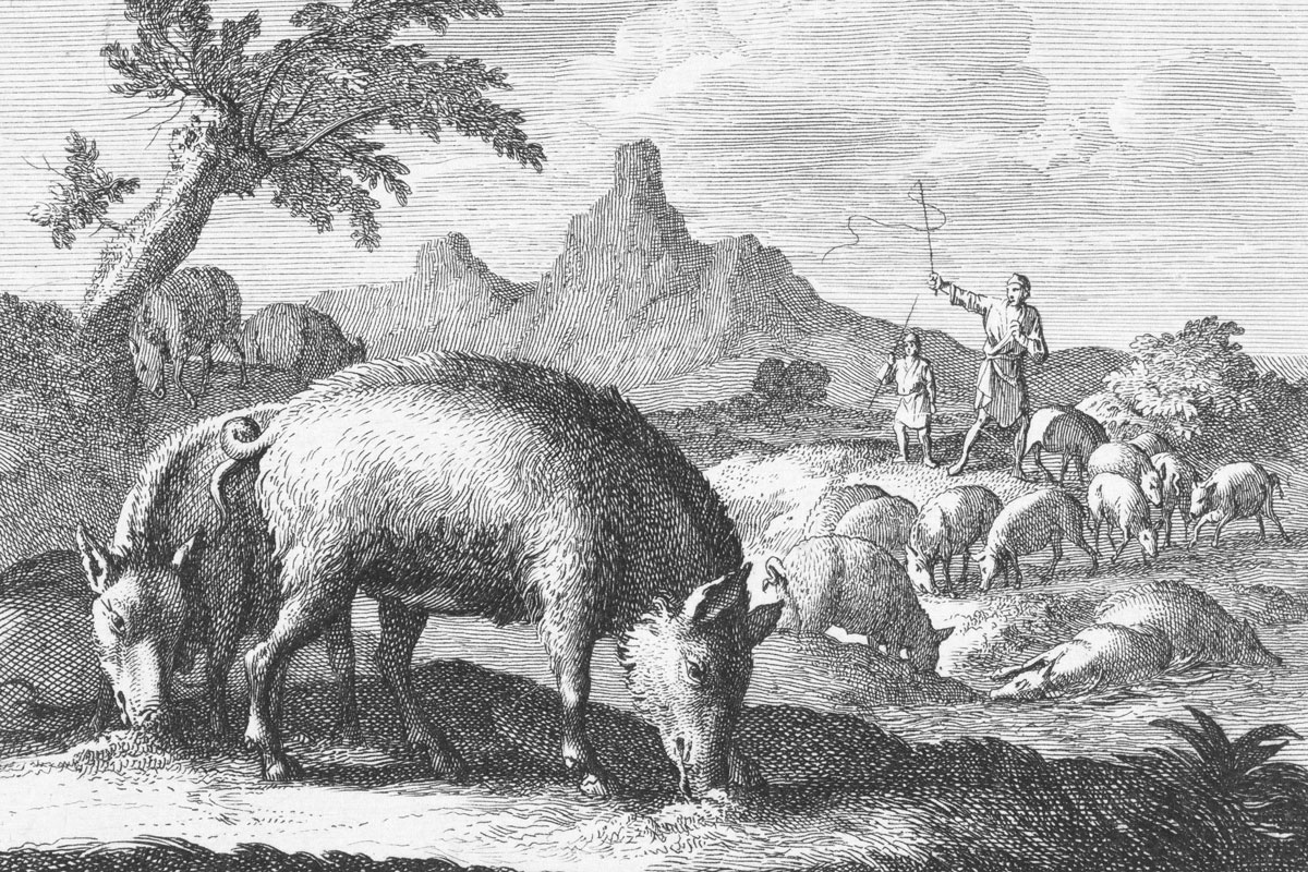 Swineherd with herd of pigs