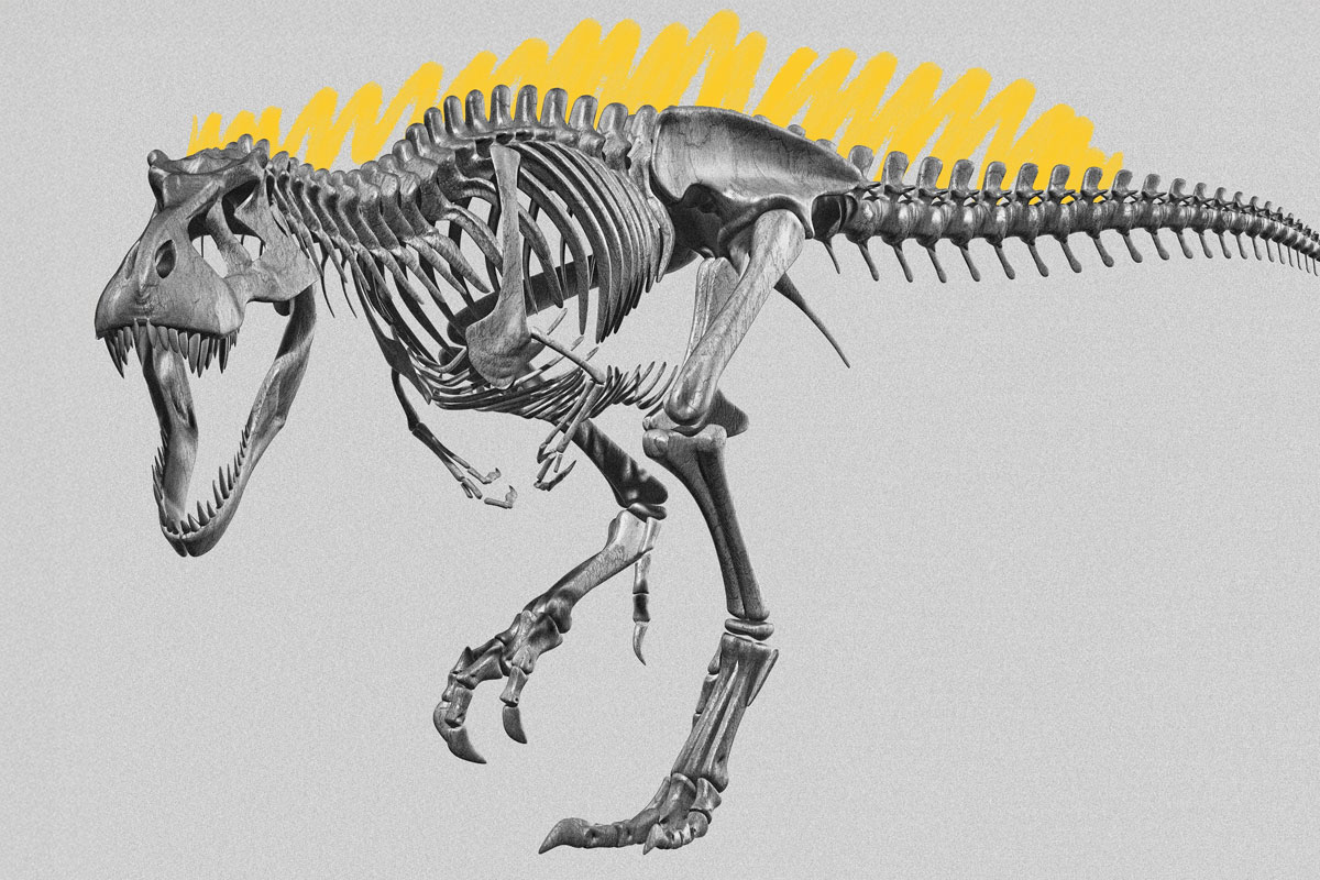 Tyrannosaurus rex skeleton